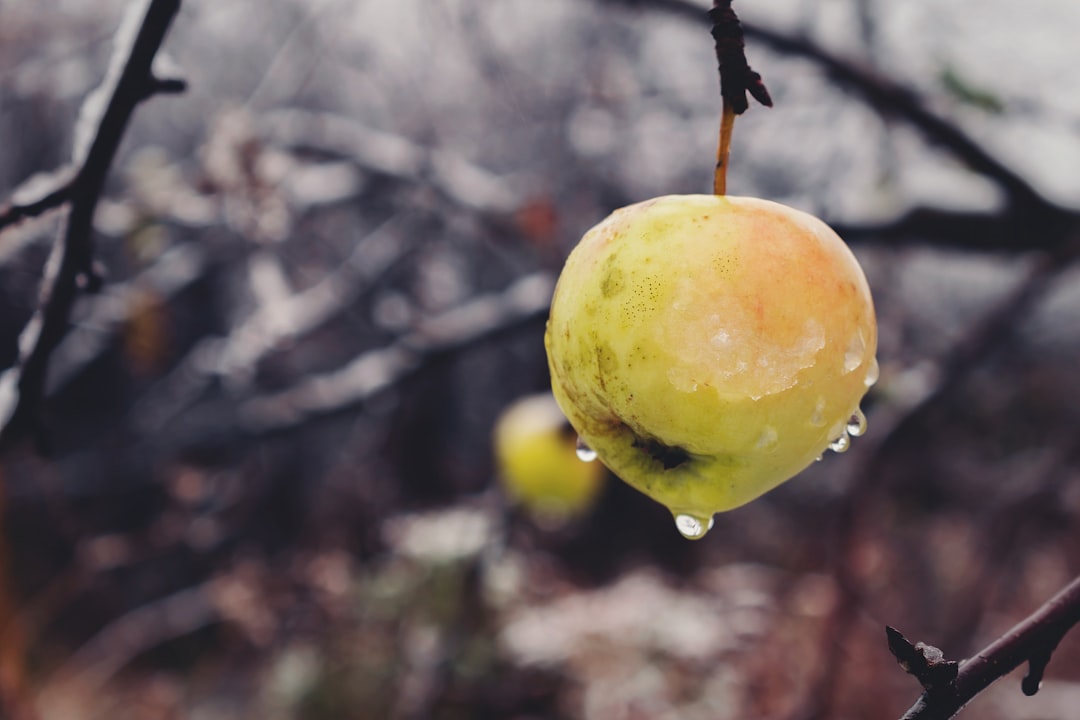 Frozen Foods