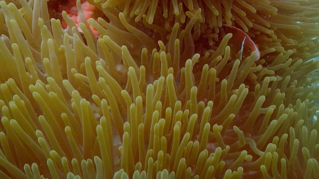 ut numquam corporis nemo