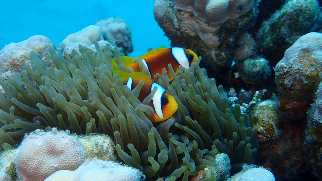 expedita a dolorem 8