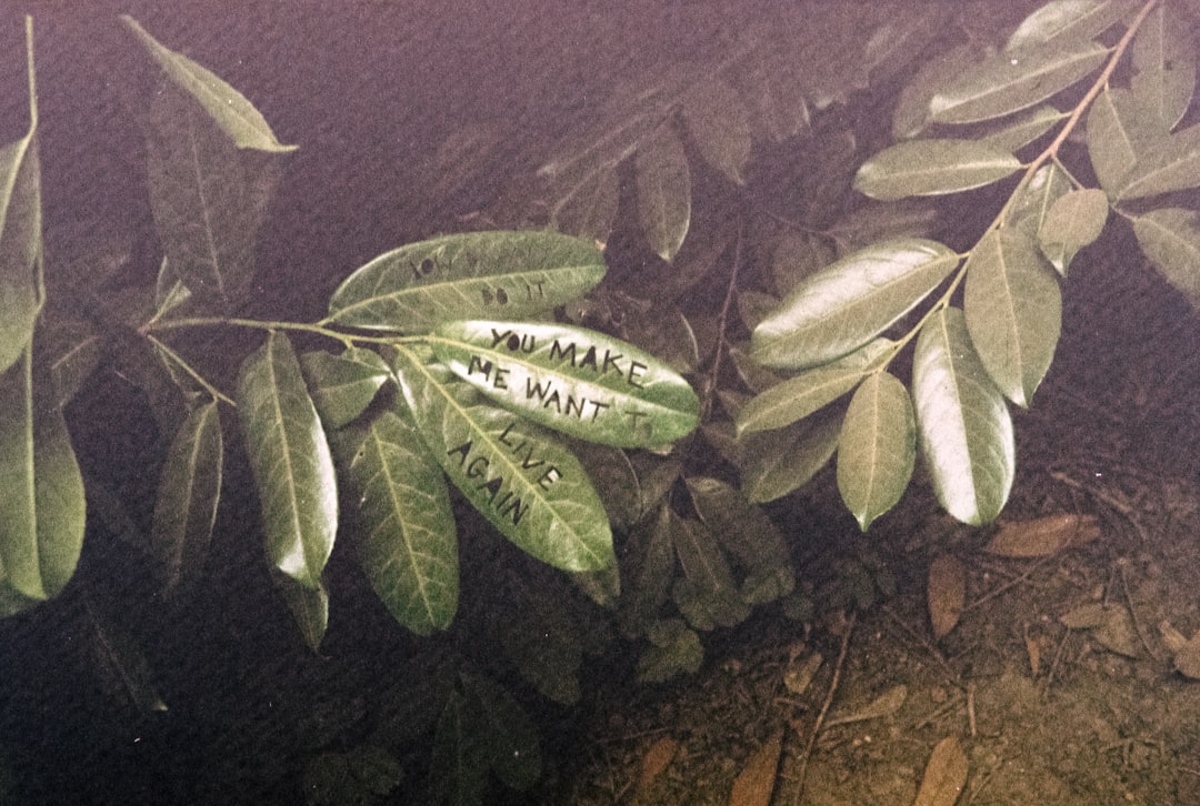 laudantium asperiores cumque harum 12