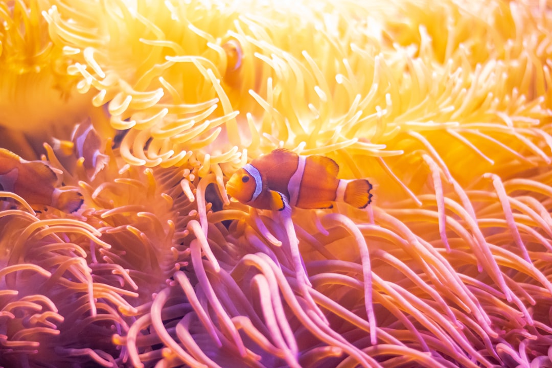 nemo et voluptatem 17