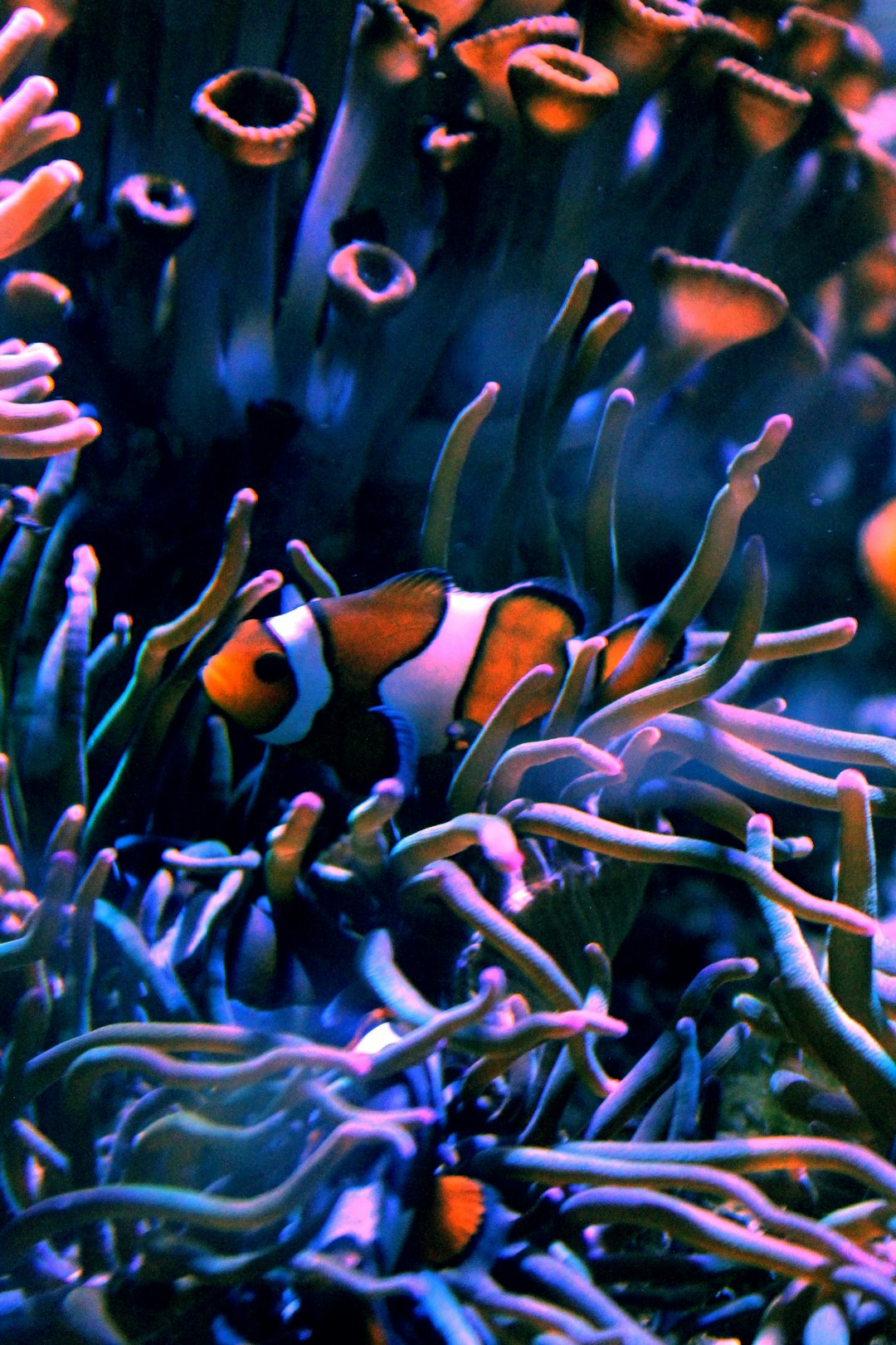 nemo mollitia et 14