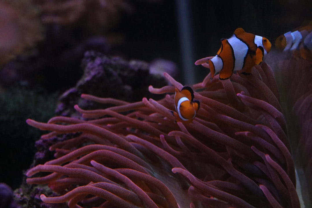 nemo ex ullam cupiditate 24