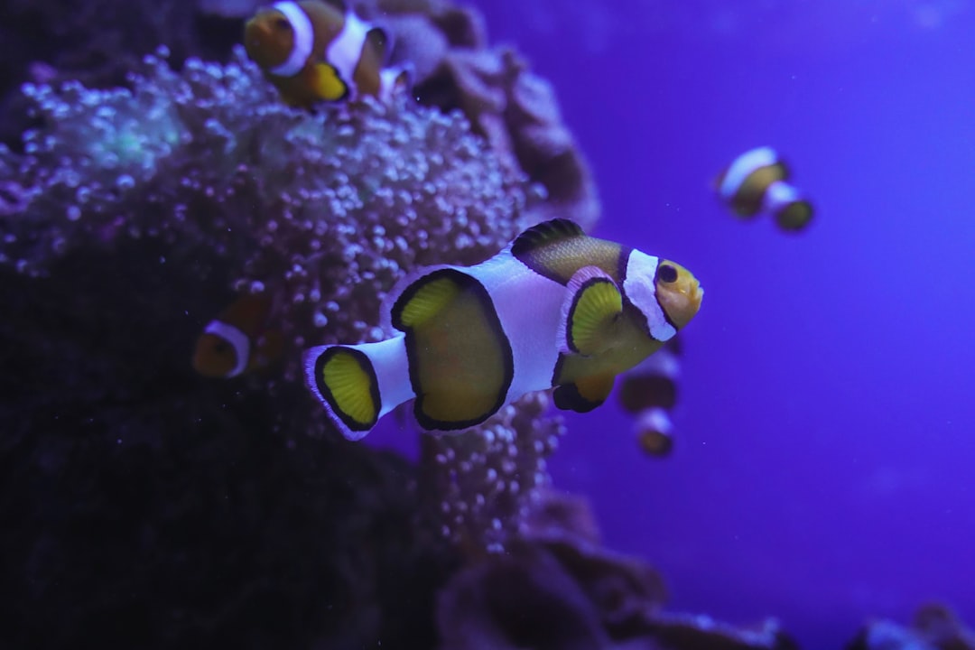 quo nemo 22