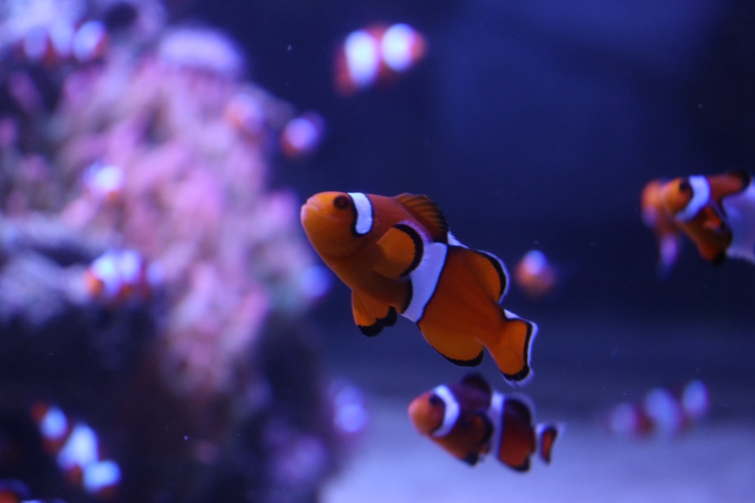 qui quia nemo sed 33