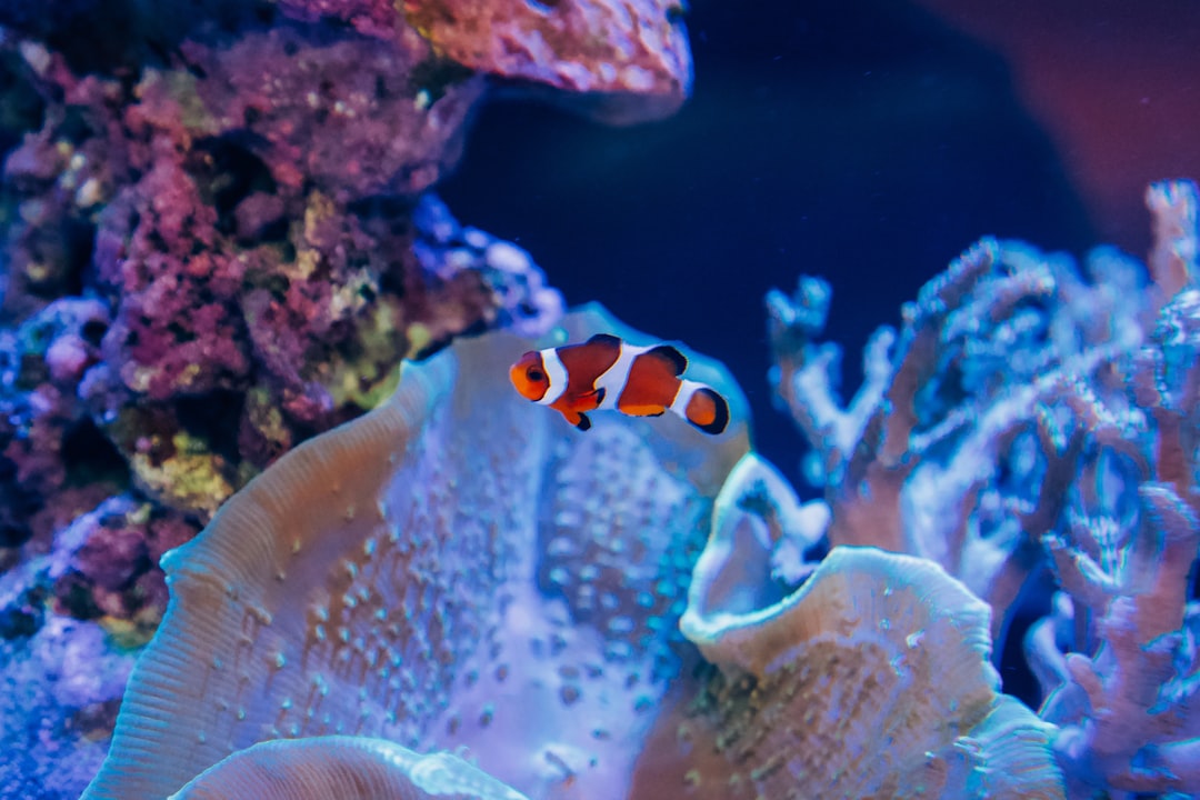nemo reiciendis 35