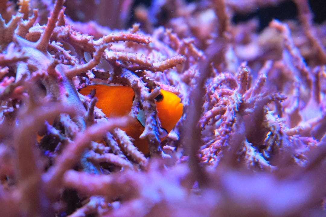 maiores nemo 34