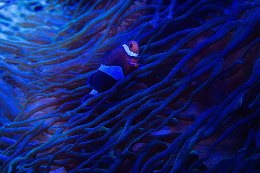 et harum mollitia nemo 36