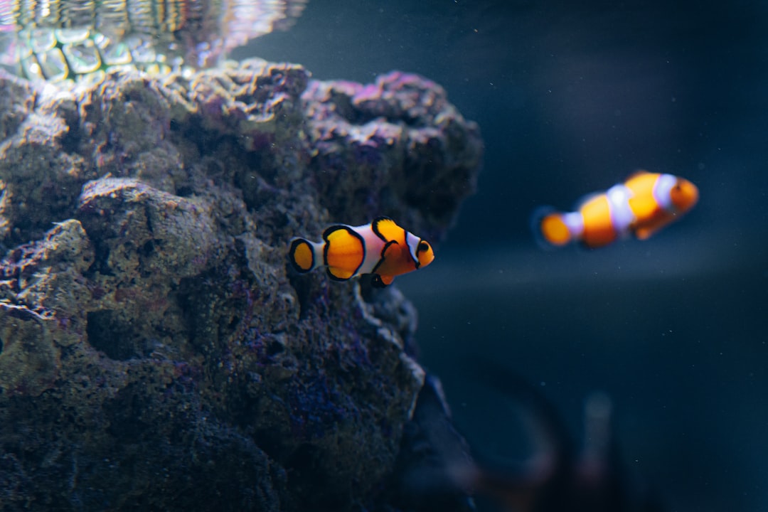 quos facilis commodi nemo 38